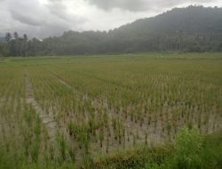 Wereng Mengamuk di Sapugara Bree, Petani KSB Merugi Parah, Dinas Pertanian Diduga Lamban Bertindak