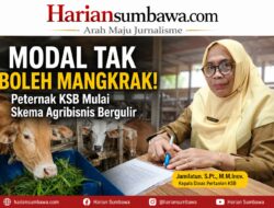 Modal Tak Boleh Mangkrak! Peternak KSB Mulai Skema Agribisnis Bergulir