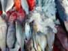 Gila! MotoGP Mandalika Bikin Pesanan Ikan Meledak, dari 50 Kg Jadi 600 Kg per Hotel