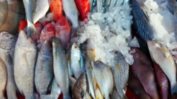 Gila! MotoGP Mandalika Bikin Pesanan Ikan Meledak, dari 50 Kg Jadi 600 Kg per Hotel