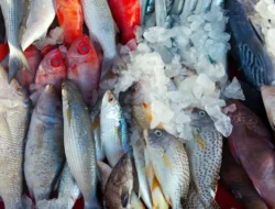 Gila! MotoGP Mandalika Bikin Pesanan Ikan Meledak, dari 50 Kg Jadi 600 Kg per Hotel